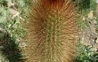 Anteprima di Echinopsis nothohyalacantha