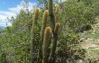 Preview photo Echinopsis nothohyalacantha