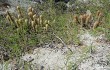 Anteprima di Echinopsis nothohyalacantha