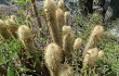 Anteprima di Echinopsis nothohyalacantha