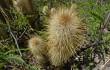 Preview photo Echinopsis nothohyalacantha