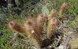 Preview photo Echinopsis nothohyalacantha