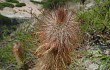 Vista previa de Echinopsis nothohyalacantha