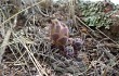 Anteprima di Gymnocalycium uebelmannianum