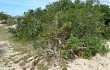 Vista previa de Opuntia monacantha