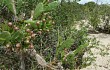 Anteprima di Opuntia monacantha