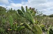 Anteprima di Opuntia monacantha