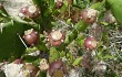 Preview photo Opuntia monacantha