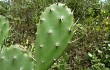 Preview photo Opuntia monacantha