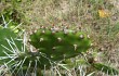 Preview photo Opuntia monacantha