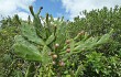 Preview photo Opuntia monacantha