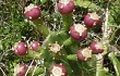 Preview photo Opuntia monacantha