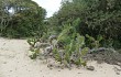 Anteprima di Opuntia monacantha