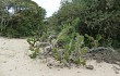 Preview photo Opuntia monacantha