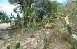 Preview photo Opuntia monacantha