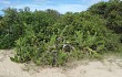 Preview photo Opuntia monacantha