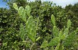 Preview photo Opuntia monacantha