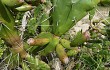 Anteprima di Opuntia monacantha