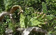 Preview photo Opuntia monacantha