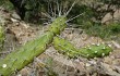 Preview photo Opuntia pubescens