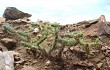 Anteprima di Opuntia pubescens