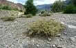 Anteprima di Opuntia pubescens