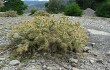 Preview photo Opuntia pubescens