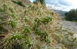 Preview photo Opuntia pubescens