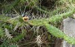 Anteprima di Opuntia pubescens