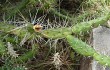 Preview photo Opuntia pubescens