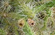 Preview photo Opuntia pubescens