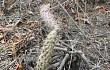 Preview photo Opuntia pubescens