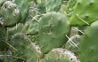 Preview photo Opuntia rioplatense