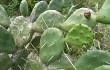 Vista previa de Opuntia rioplatense