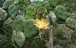 Preview photo Opuntia rioplatense