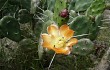 Preview photo Opuntia rioplatense