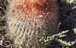 Anteprima di Echinopsis rhodacantha