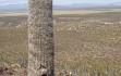 Vista previa de Echinopsis rhodacantha