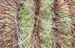 Vista previa de Echinopsis rhodacantha