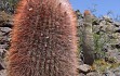 Vista previa de Echinopsis rhodacantha