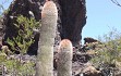 Vista previa de Echinopsis rhodacantha