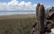 Preview photo Echinopsis rhodacantha