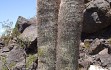 Vista previa de Echinopsis rhodacantha