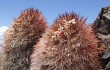 Vista previa de Echinopsis rhodacantha