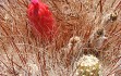 Preview photo Echinopsis rhodacantha