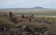 Vista previa de Echinopsis rhodacantha