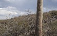 Anteprima di Echinopsis rhodacantha