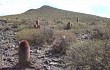 Vista previa de Echinopsis rhodacantha