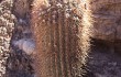 Anteprima di Echinopsis rhodacantha