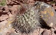 Preview photo Echinopsis rhodacantha